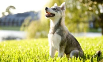 10636 | Alaskan Klee Kai - Semblable à un chiot husky, cette race reste petite toute sa vie ! Si vous voulez un chien qui ressemble à un bébé husky, vous avez trouvé votre prochain compagnon !