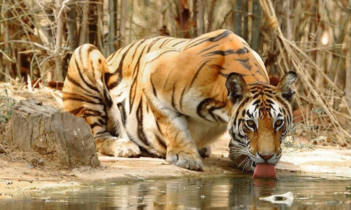 puzzle Un tigre se désaltère, Ce tigre est en train de se désaltérer à la rivière