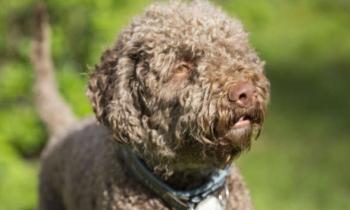 10571 | Chien d'eau Romagnol - Ce chien natif de l'Italie, avec son poil épais et frisé, était élevé dans le but de chasser les oiseaux d'eau, et plus particulièrement le canard.