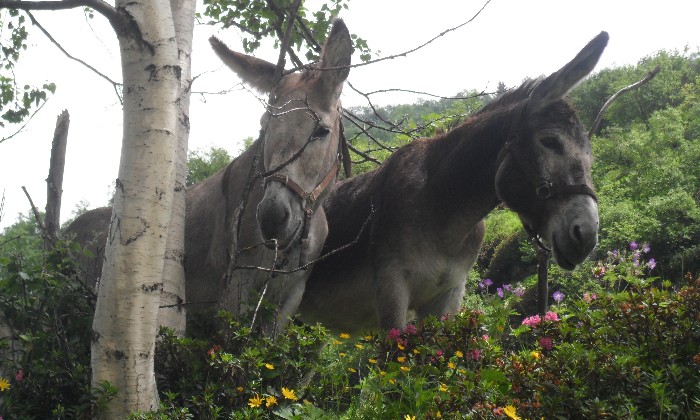 puzzle les anes, nos animaux de compagnie les anes