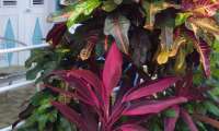 Puzzle plantes tropicales