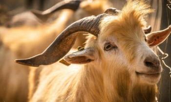 10554 | Œil de chèvre - La chèvre possède au centre de ses yeux une barre noire rectangulaire dont la forme ne doit rien au hasard, et qui lui offre un champ de vision parmi les plus efficaces du monde animal. Elle n’est pas la seule à posséder des pupilles en rectangle. Les bouquetins, qui font partie de leurs proches parents, en ont également. Chèvres et bouquetins sont membres de la grande famille des bovidés, à laquelle appartient aussi le mouton qui, évidemment, a lui aussi des pupilles rectangulaires