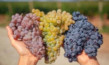 10765 | Vendanges - 