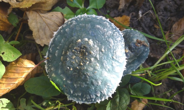 puzzle champignons, champignons peu engageants