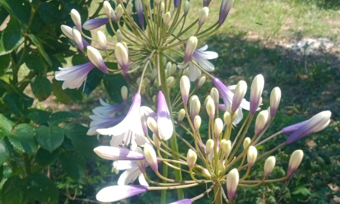 puzzle Agapanthe, Mon Jardin fleuri.