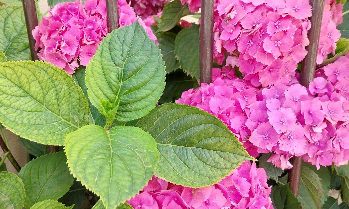 puzzle Hortensias roses, 