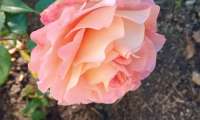 Puzzle Belle rose du jardin