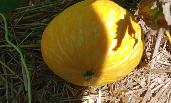 puzzle Citrouille sur la paille, Citrouille du jardin.