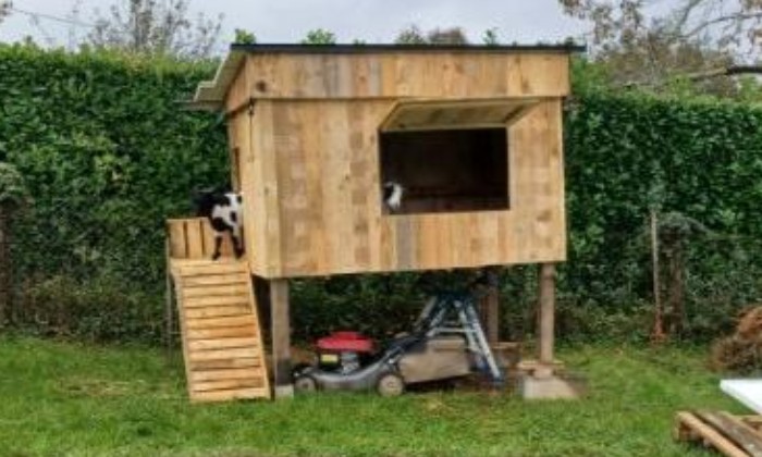 puzzle mes petites chèvres naines, la cabane sur pilotis de mes petites chèvres