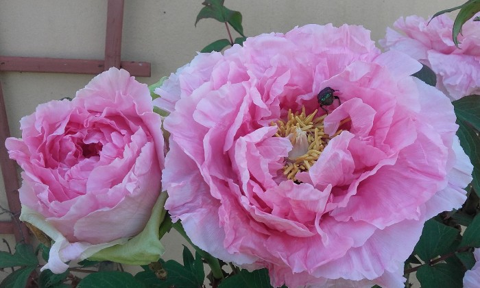 puzzle pivoines butinées, Bourdon en visite au coeur d'une pivoine