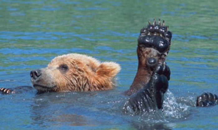 puzzle Bain d'ours, Le bonheur, c'est simple comme un bon bain...