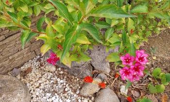 10986 | Weigela - 